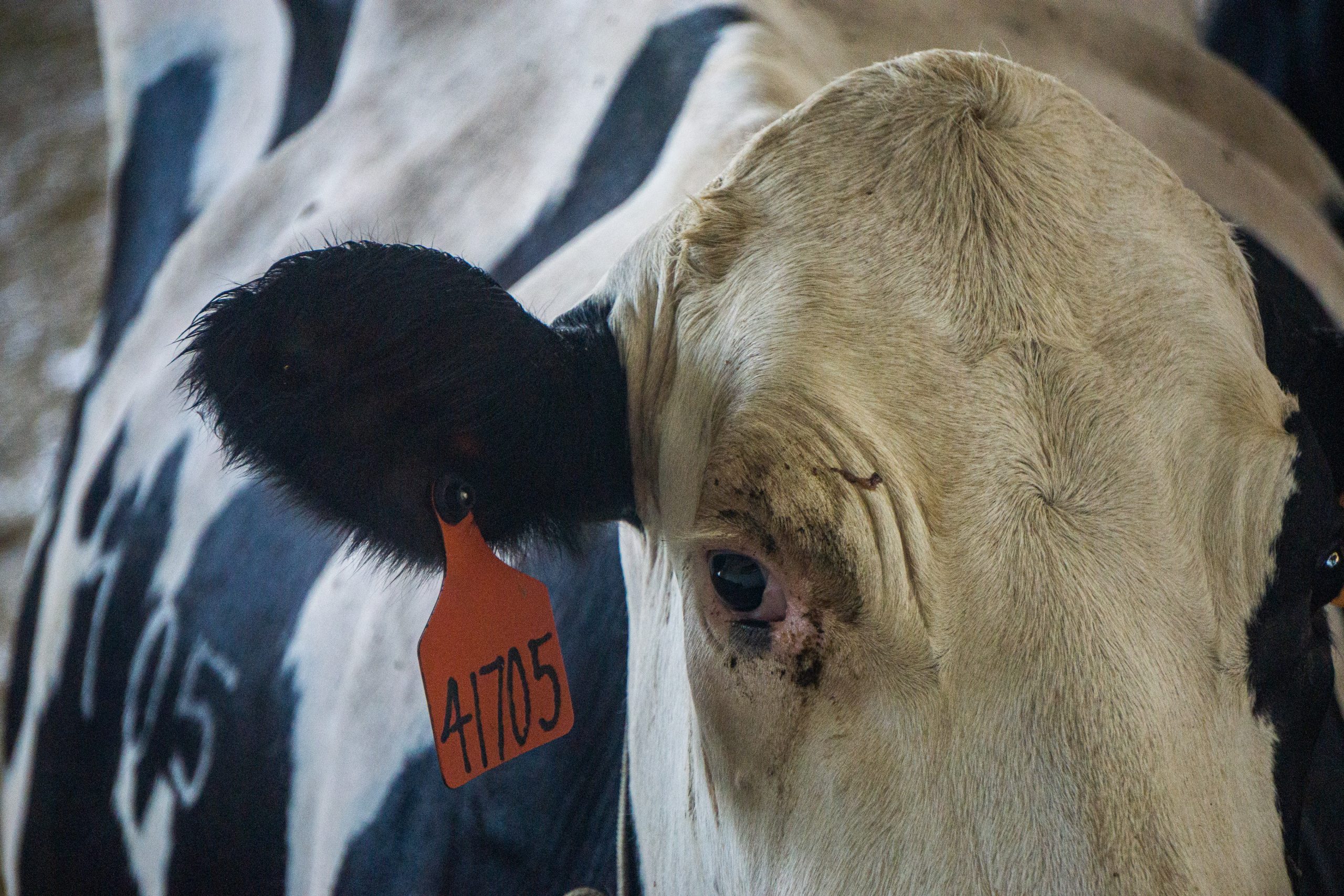 A close-up of a cow with an orange tag on its ear with the numbers 41705.