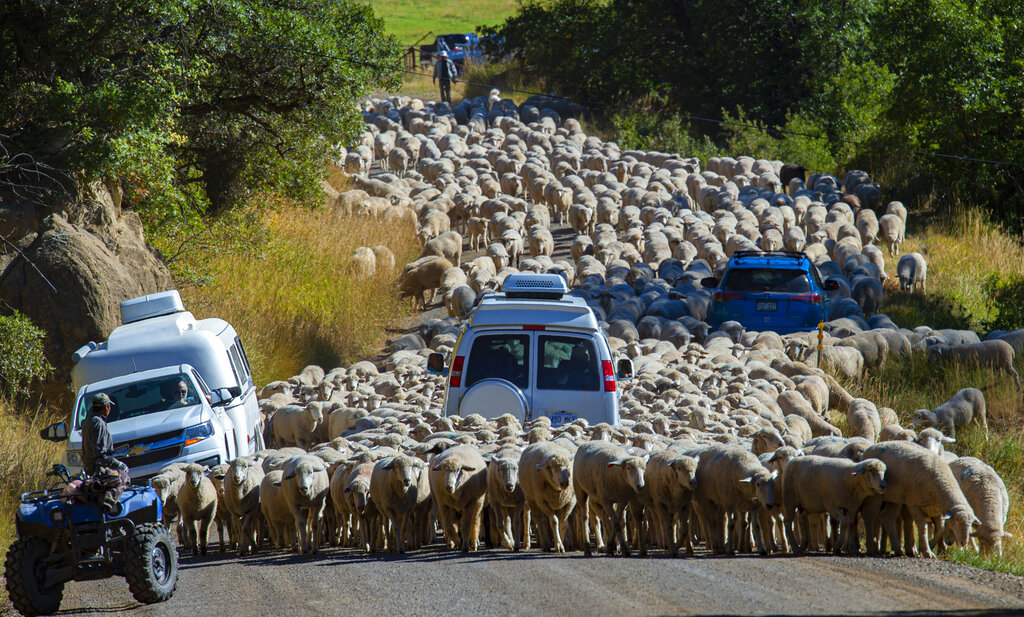 Hundreds of sheep move down a road past campers pulled over to the side.