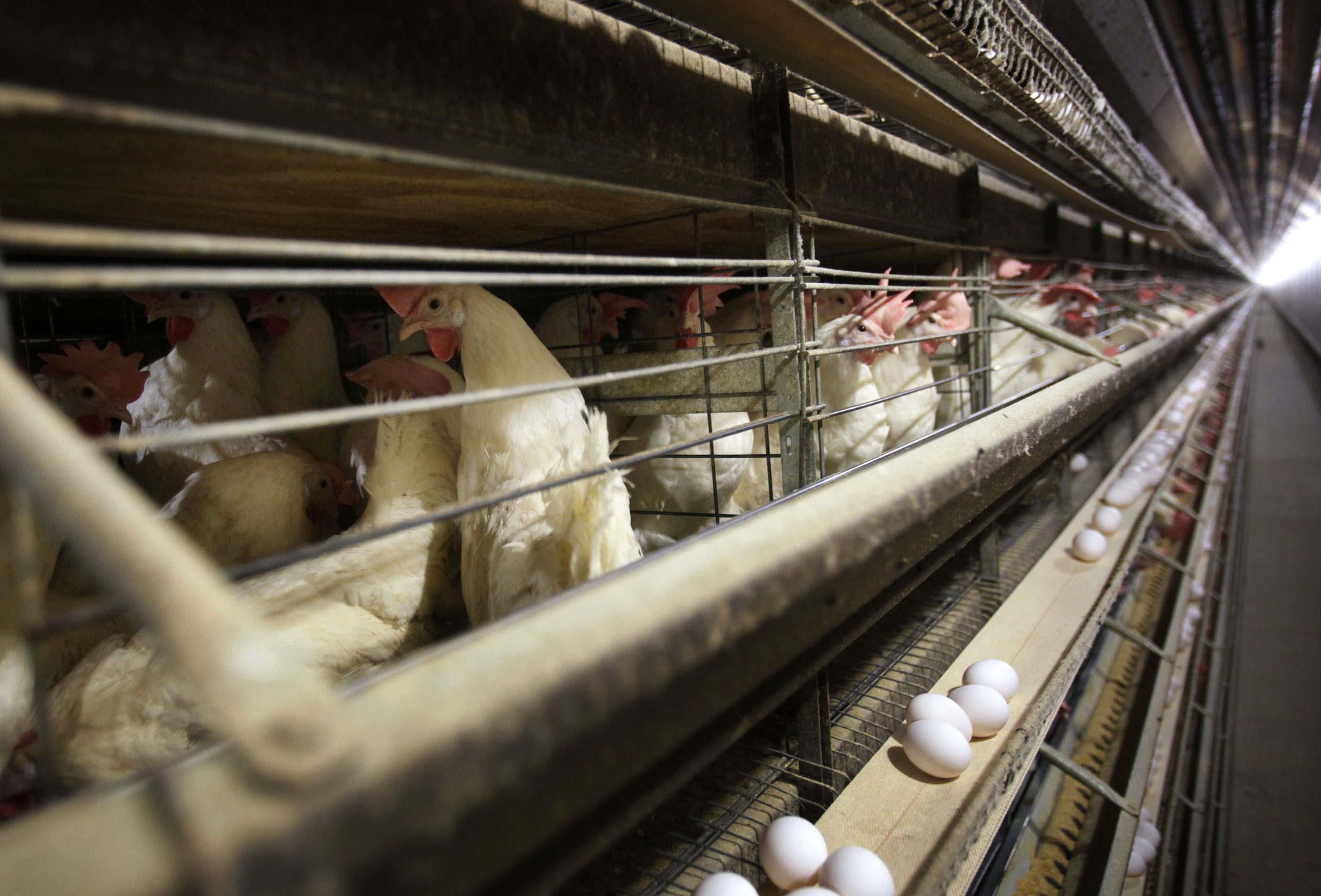 Chickens are confined in wire cages inside a large barn. Eggs are laid and collected on a conveyor belt below the cages.