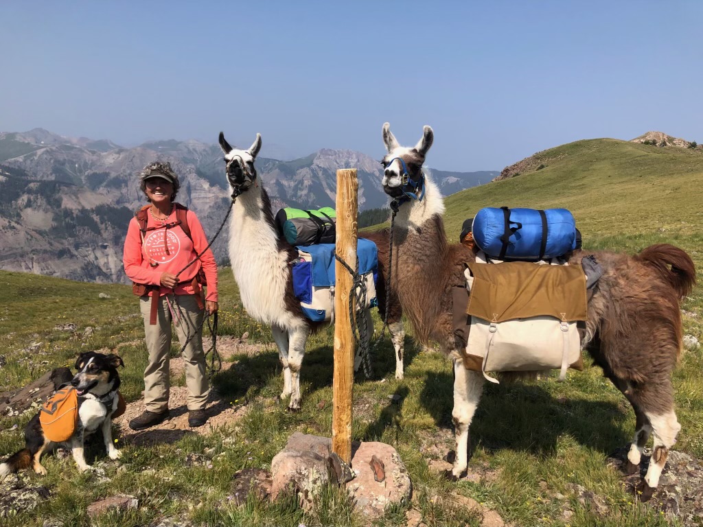 Person with a dog and three llamas carrying packs standing on a grassy mountain trail with scenic background.