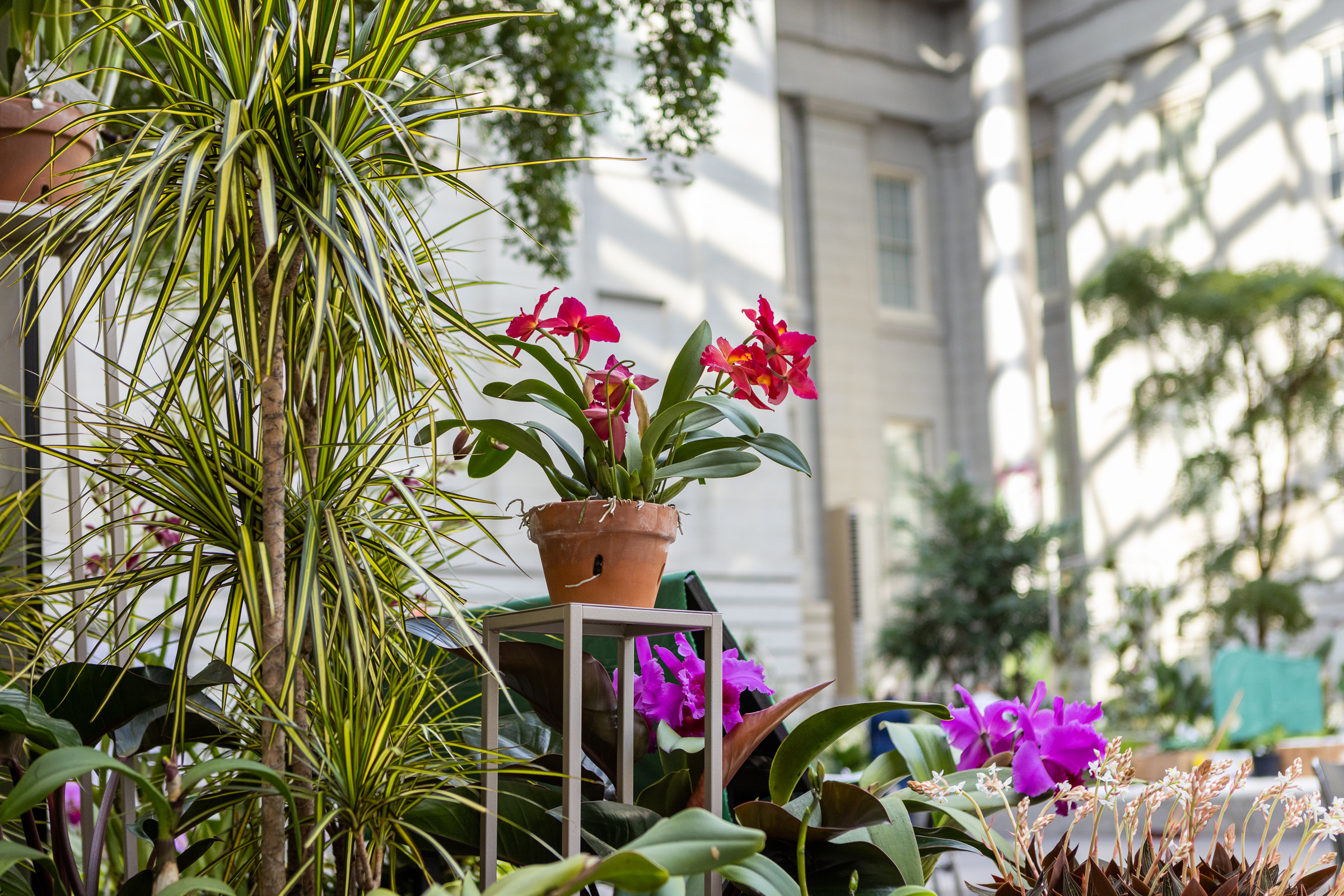 Orchids in Kogod Courtyard