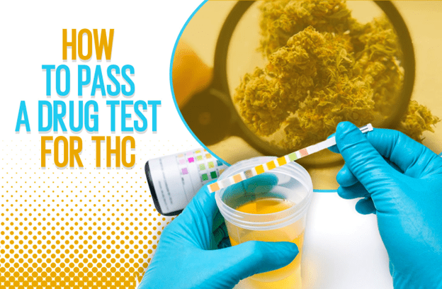 How to Pass a Drug Test for THC?