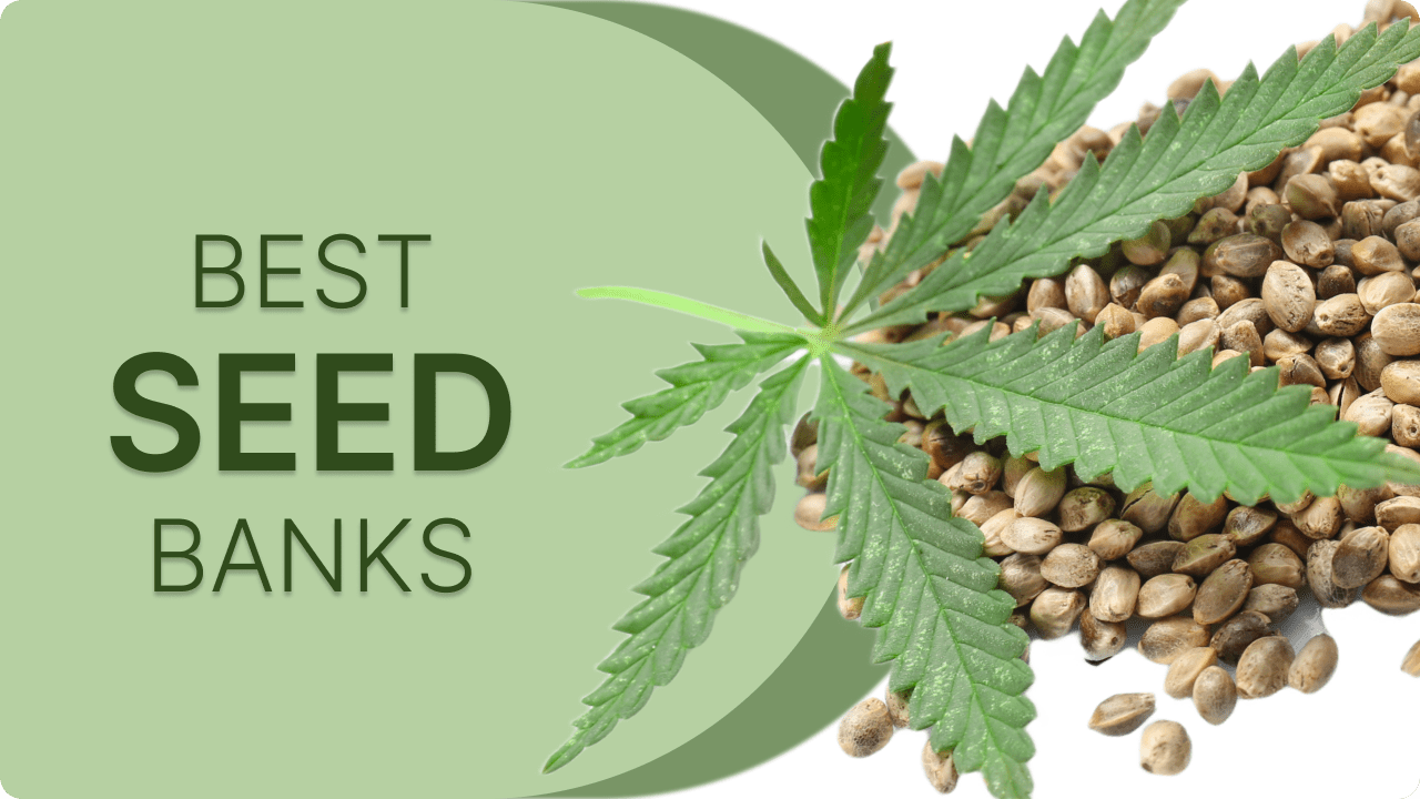 Best Seed Banks