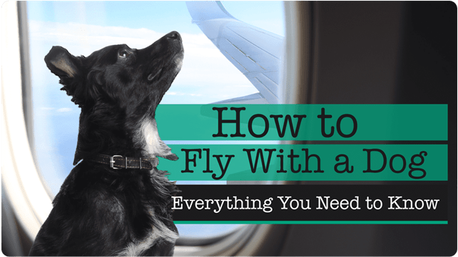 Traveling With Your Psychiatric Service Dog: How to Fly With a Dog