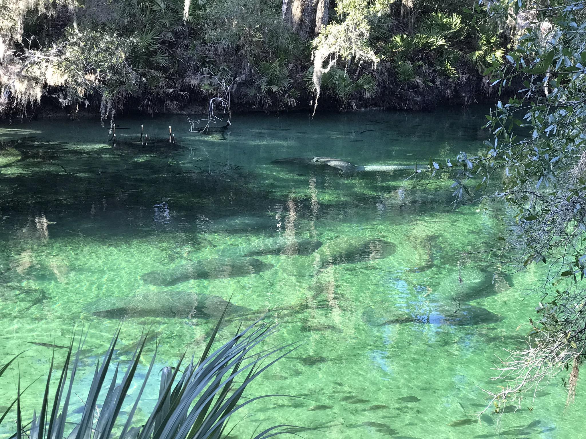 manatee viewing in Blue Spring State Park