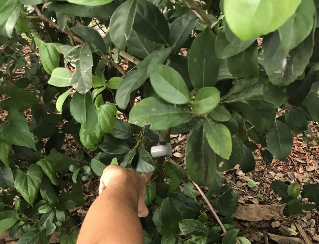 geocaching in downtown Deland