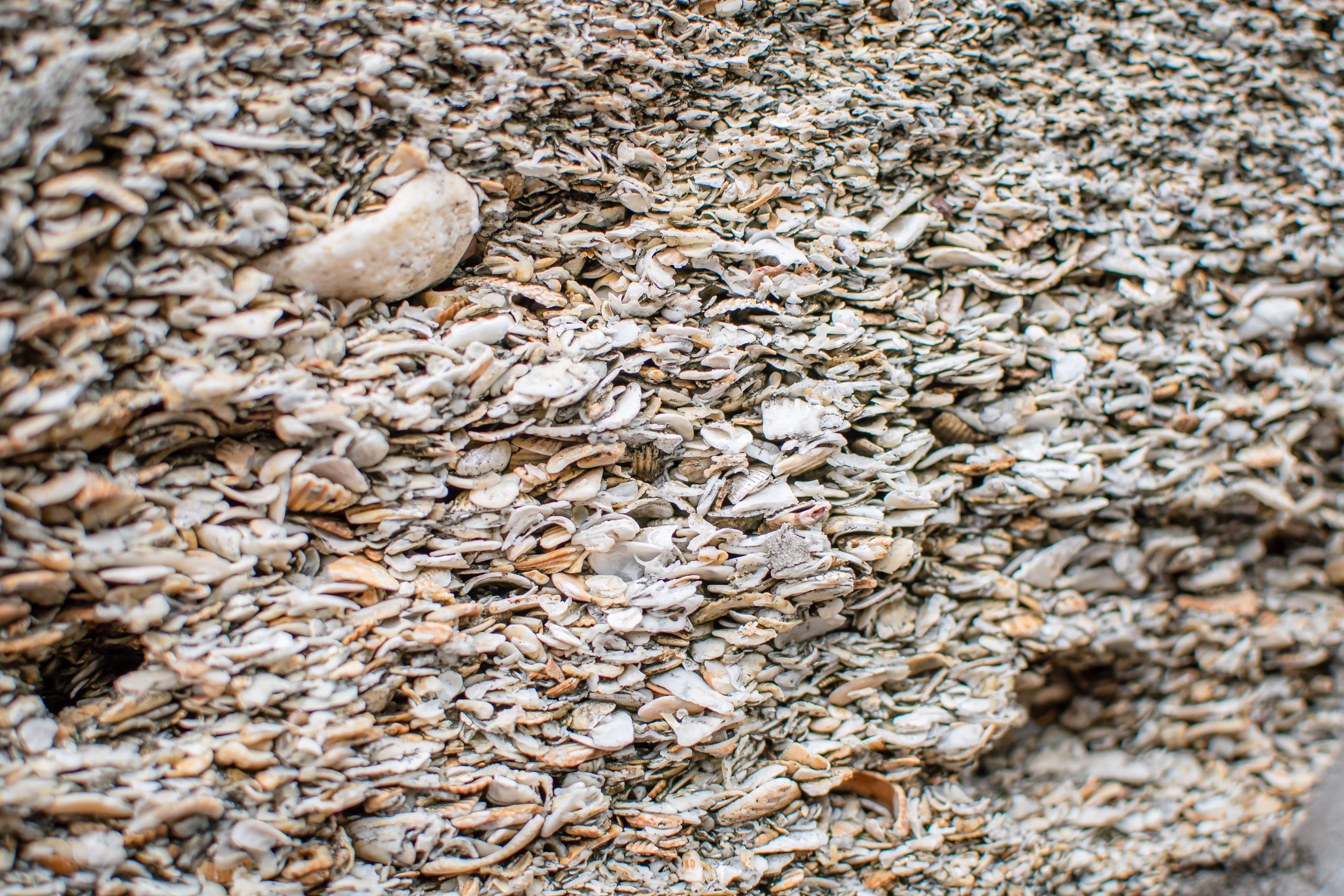 coquina stones in Saint Augustine, Florida