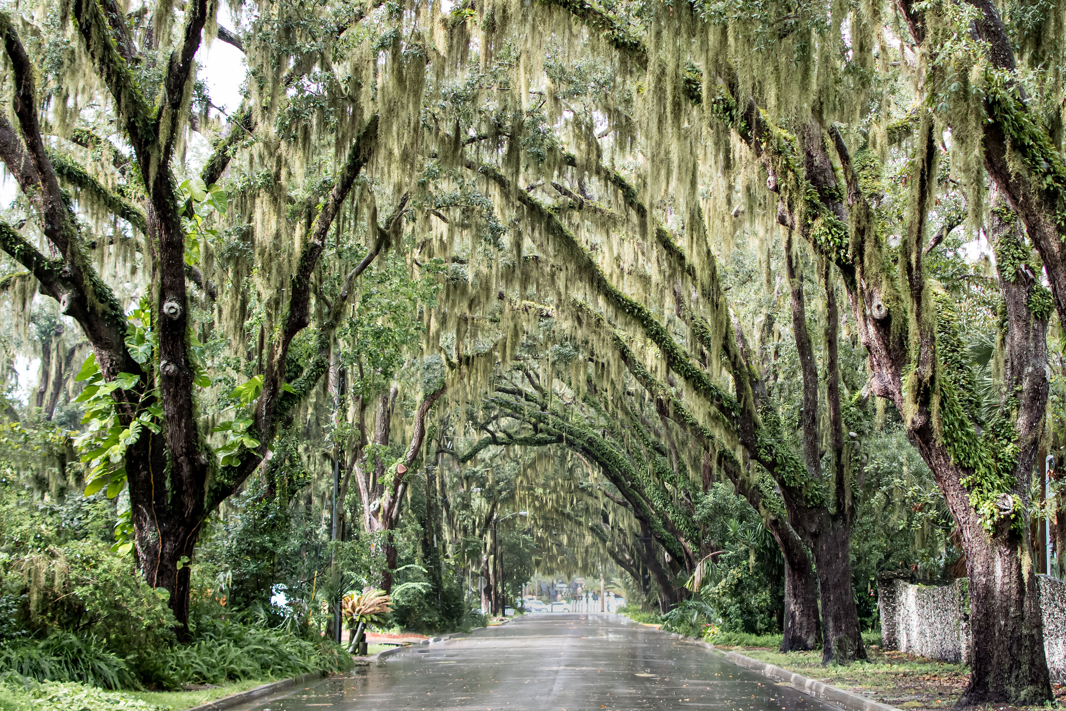 Saint Augustine Florida most beautiful street on Magnolia Avenue