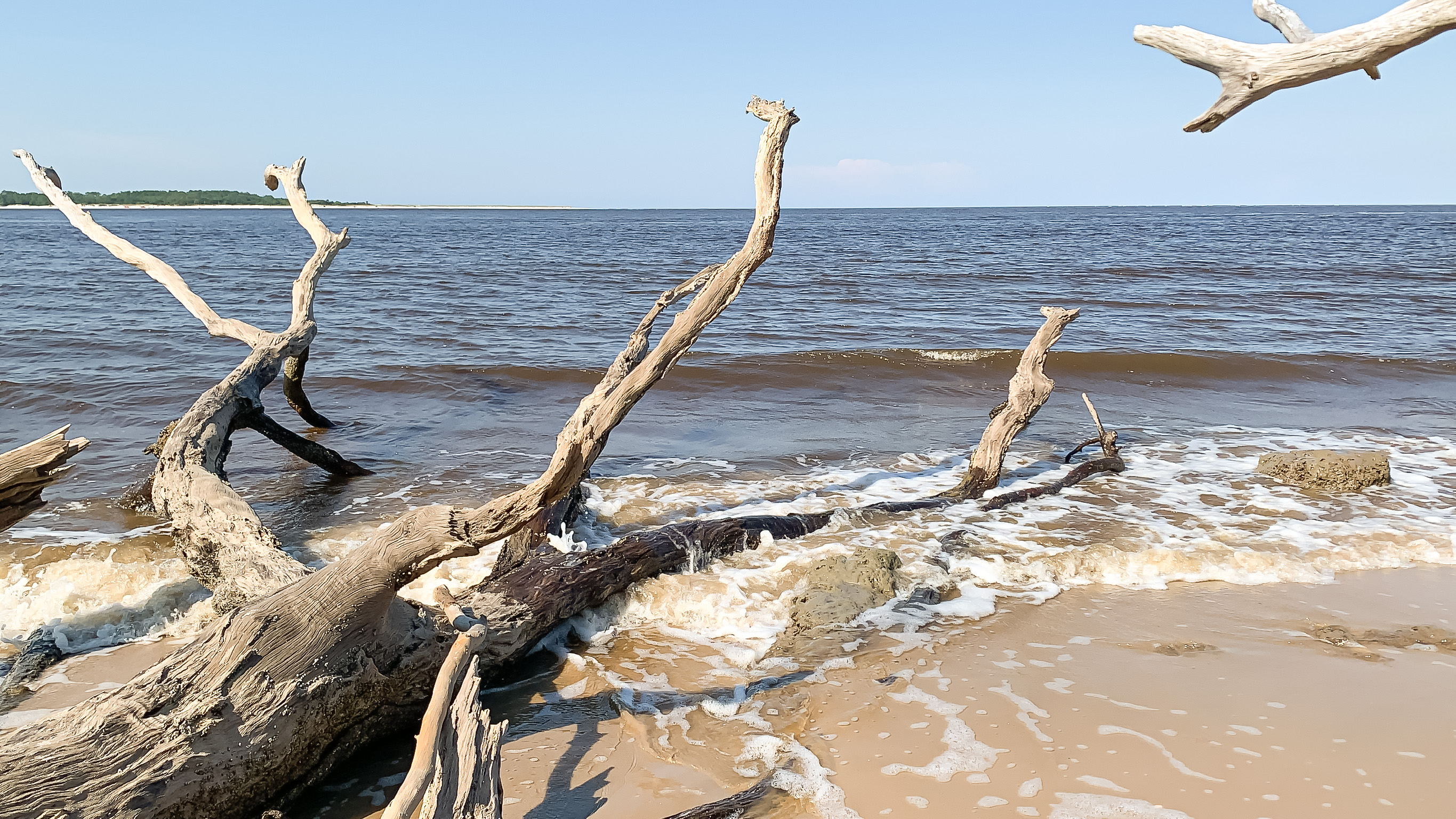 oak trees in the water in boneyard beach in Big Talbot Island State Park