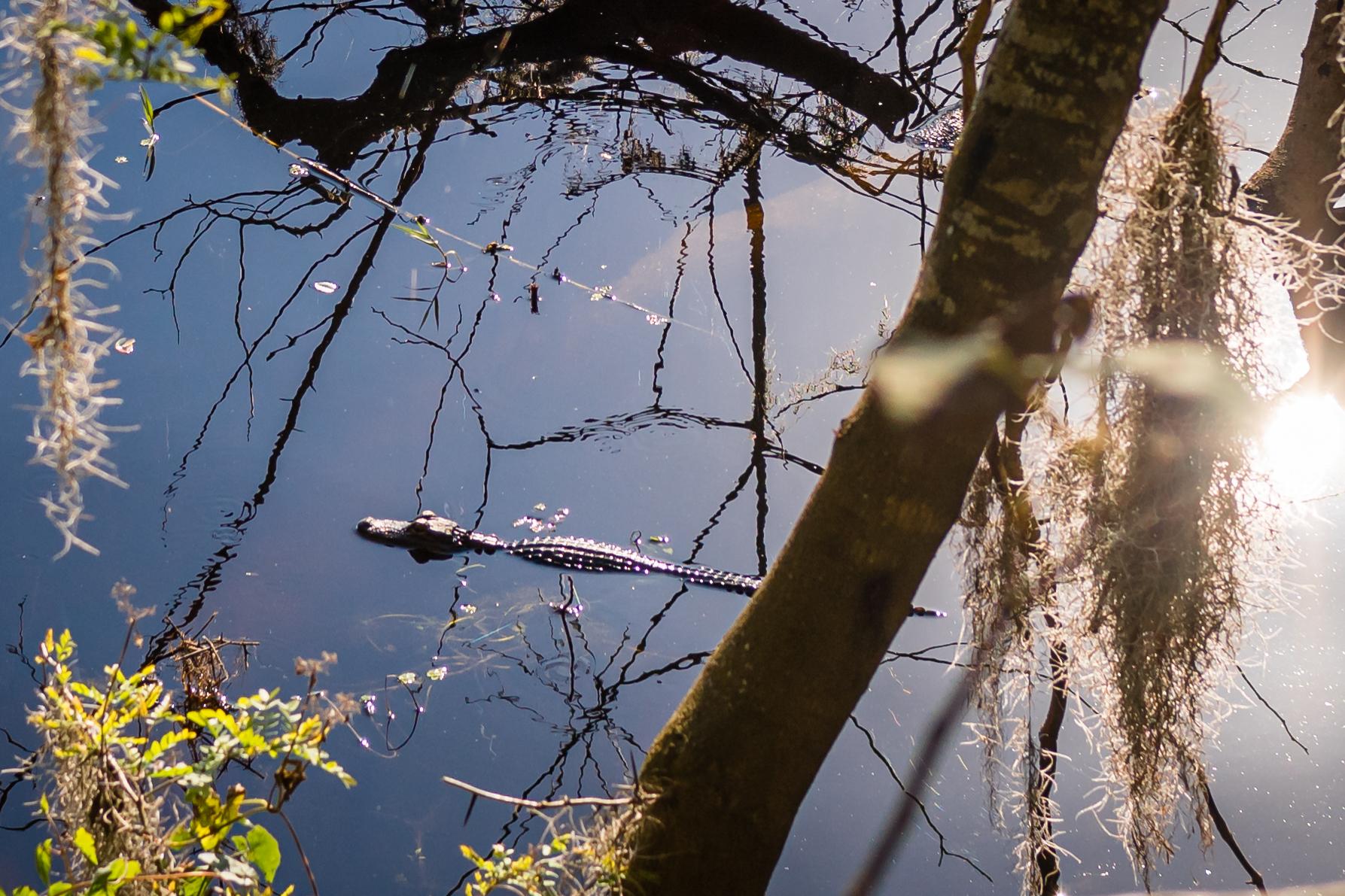 wildlife at black bear wilderness area