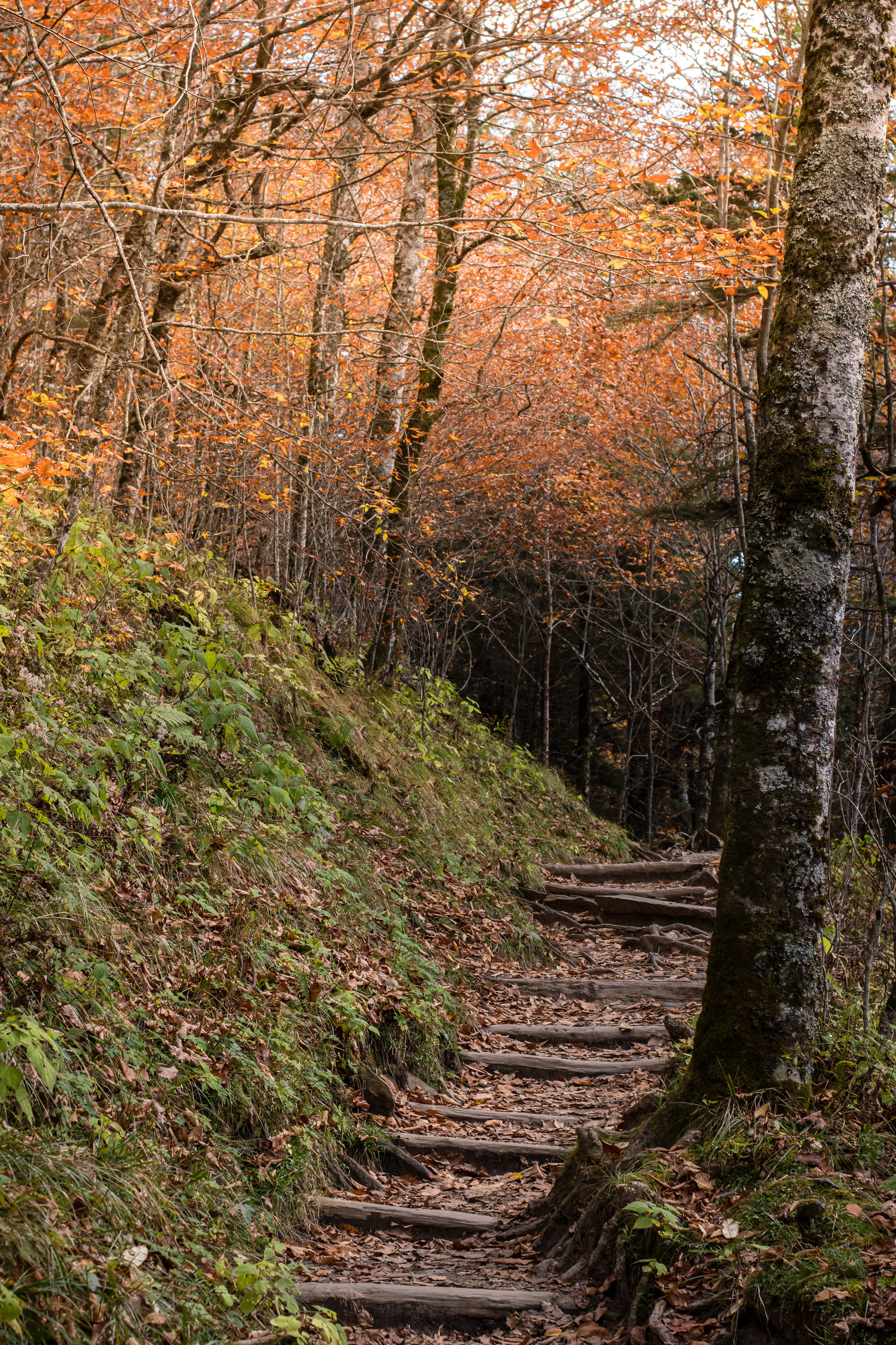 sweet heifer creek trail appalachian trail in great smoky mountains