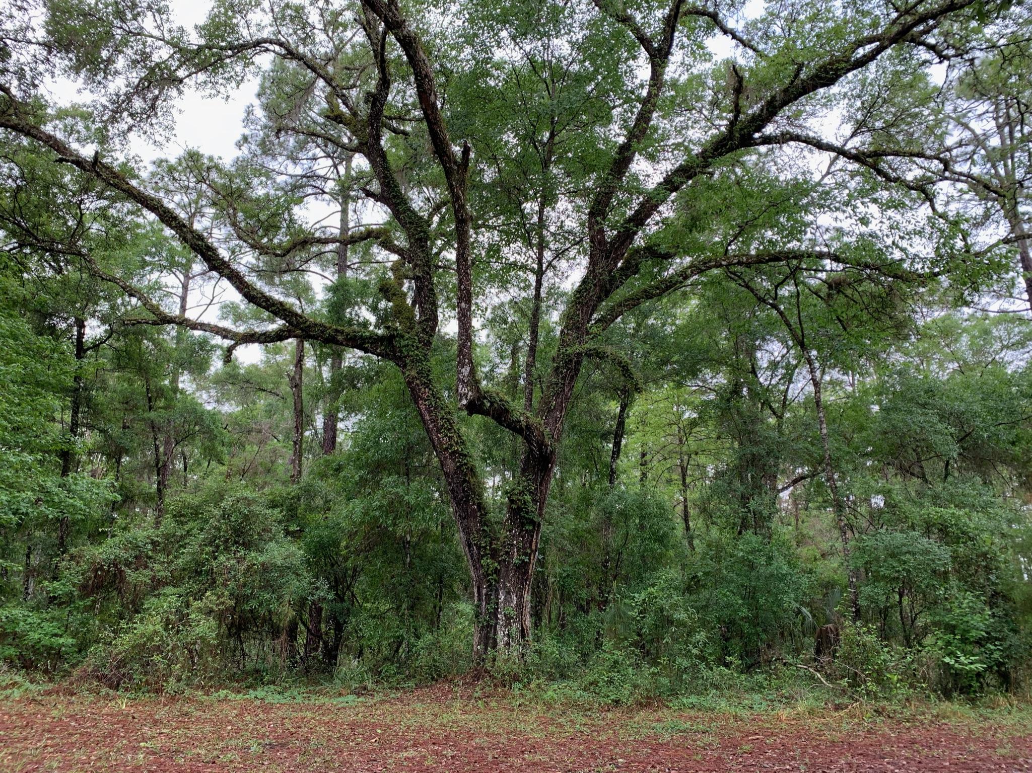 hiking in Withlacoochee State Forest
