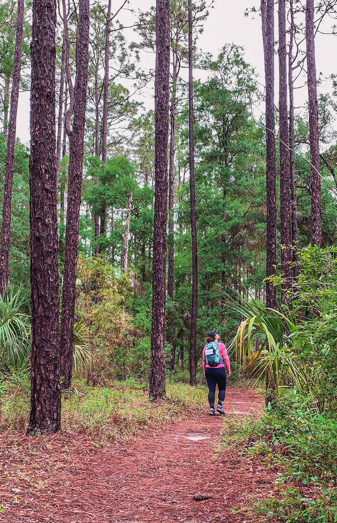 hiking trails in Withlacoochee State Forest