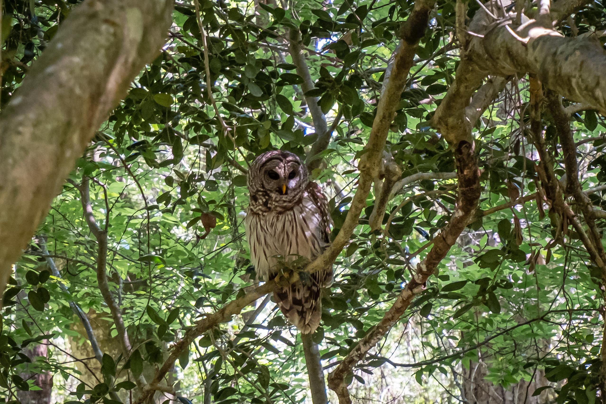 owls in Florida state parks