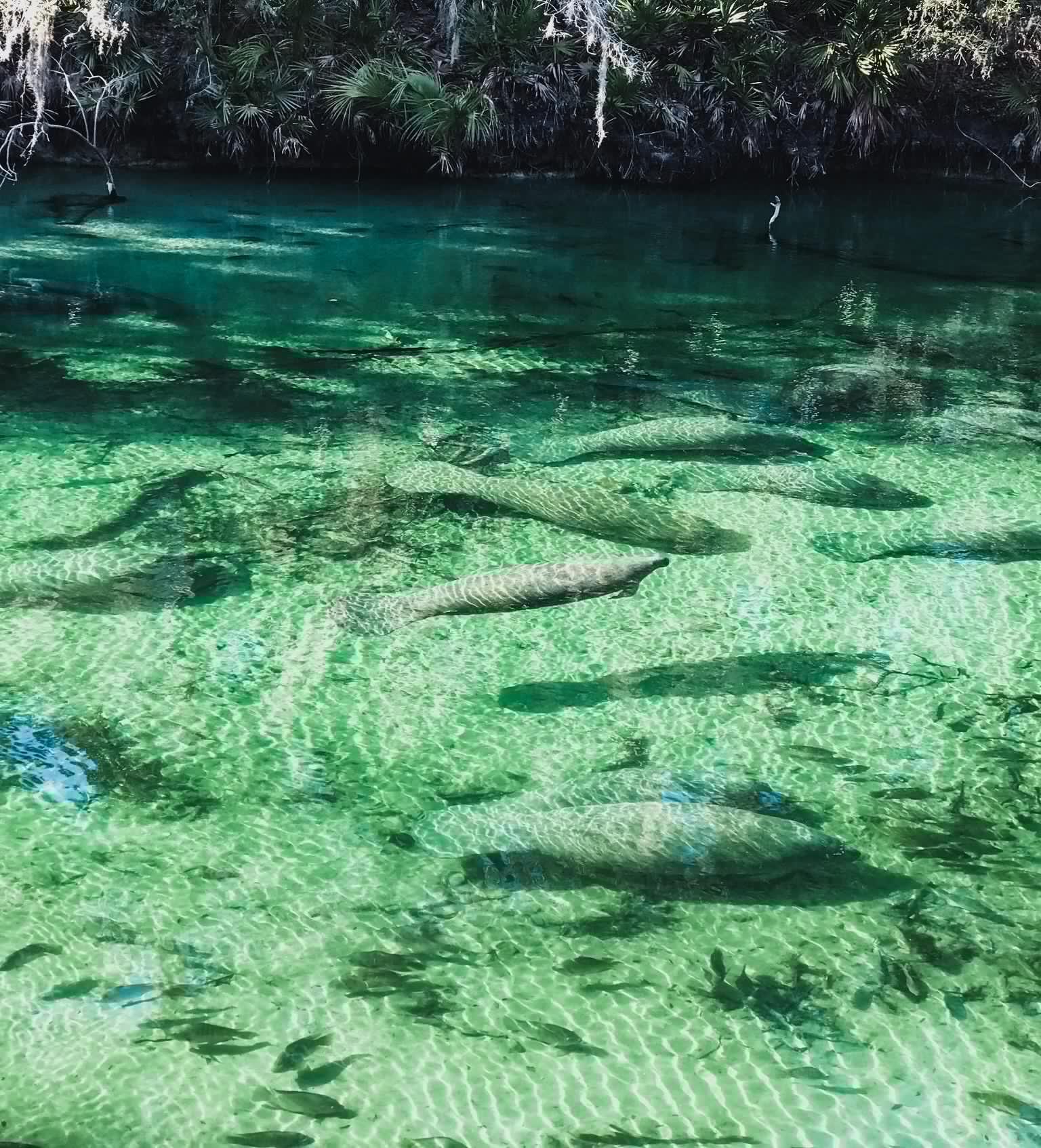 manatees swimming in the crystal clear water of blue springs state park