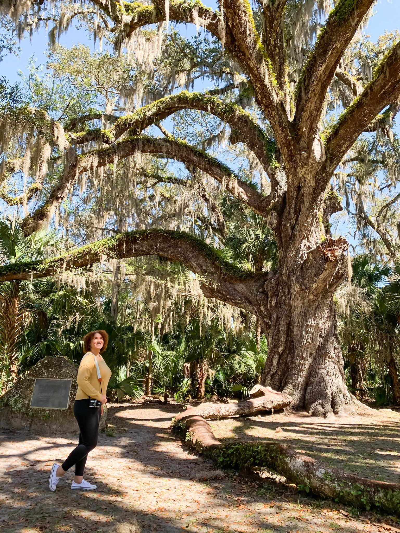 Fairchild oak tree in Ormond beach adventure travel