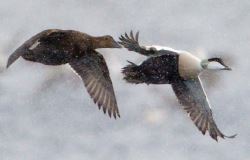 New Hampshire 2020 2021 Waterfowl Hunting Seasons Are Now Set Nh Fish And Game Department