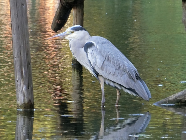 aosagiwo-patinkodeutte-betinamujintaiho