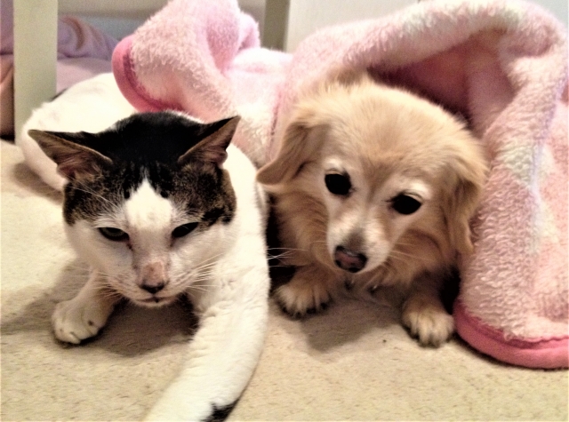 kinaipet-douhan-infuruensajiron