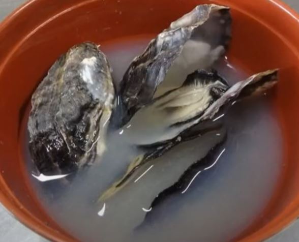 higatabijin-kakijiru