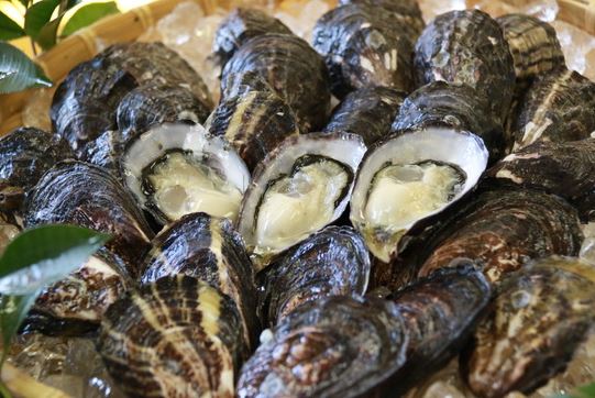 ooitanakatu-kaki-higatabijin-umai(nhk)