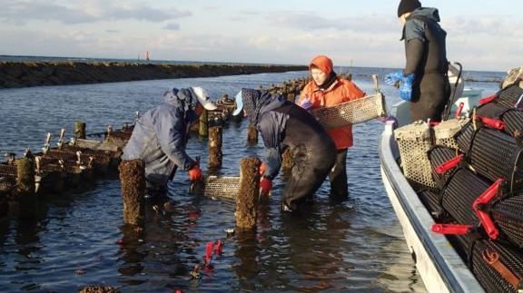 ooitanakatu-higatakakiyousyoku