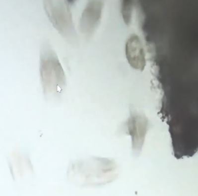 hibiwarewonaosubakuteria