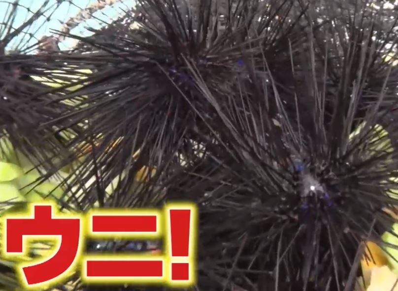 gacchirimonday-unikkory-yousyoku