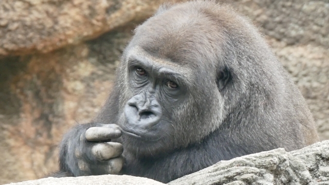 gacchirimonday-gorillanohitotukami