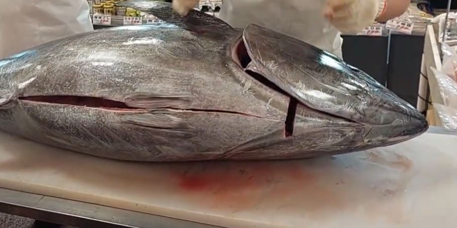 magurokaitaishow-honjyosengyo