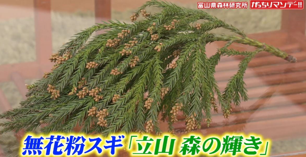 tateyama-morinokagayaki