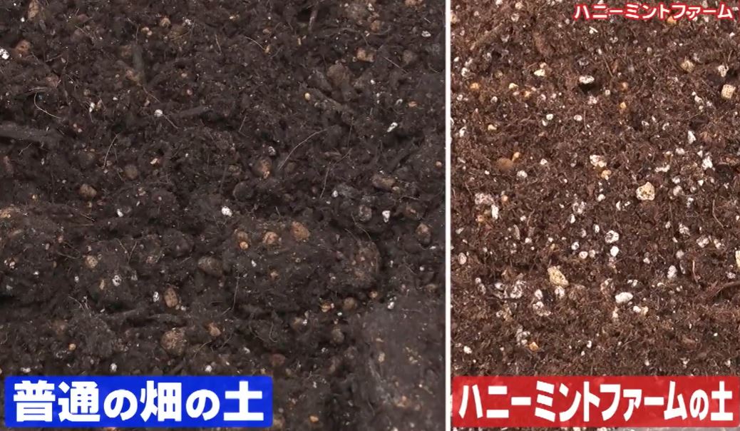 homey-mintfarmnotuti