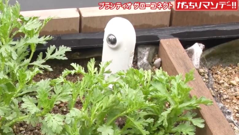 grow connect secchirei