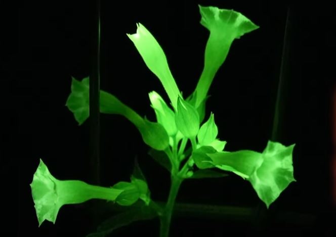 nagai-glowing-plants-research