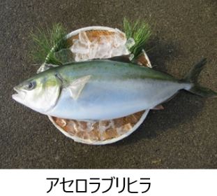 kindai-nichirei-beisia