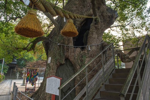 fukuyama-kusunoki-tanjo-hiwa