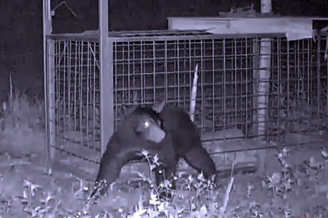 annsi-camera-tukinowaguma