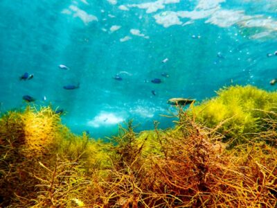 closeup-seaweed-japan-power