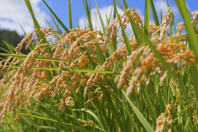 nhk-shinmai-kakaku-gaisankin-3man