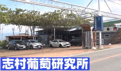 fujino-kagayaki-shimura-grape