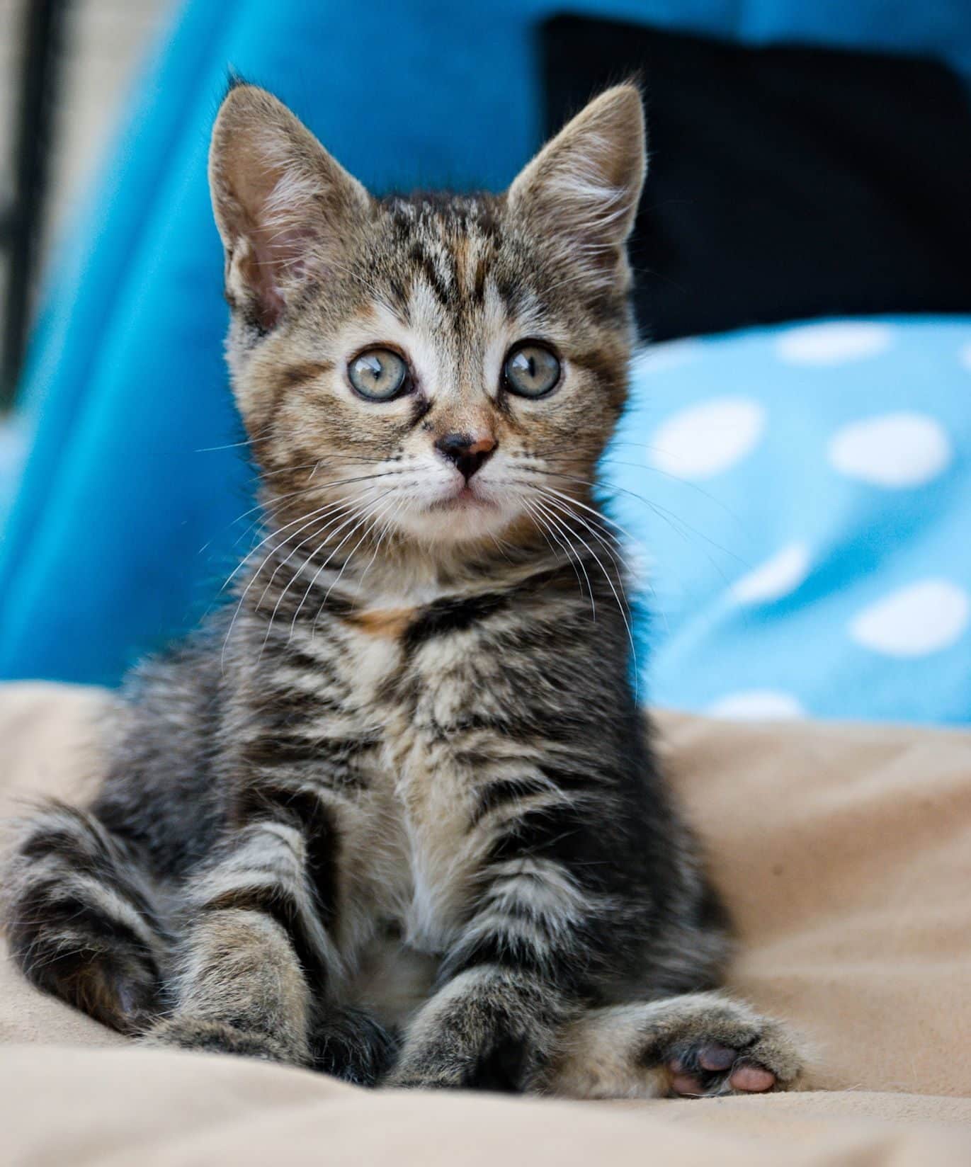 Adopter Un Chat Ou Un Lapin Association Association Nine Lives Paris