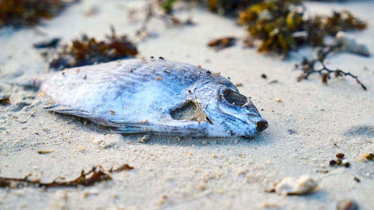 Enorme Moria Di Pesci In Un Fiume In Polonia Ancora Sconosciuta La Causa Notizie Scientifiche It