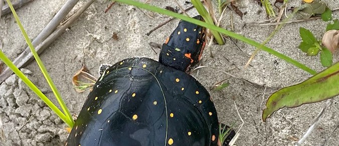 Spotted on Ocracoke: Well, a spotted turtle