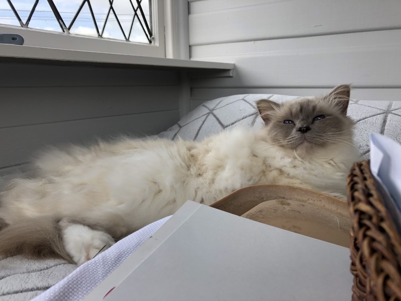 Living With Two Birmans In Launceston One Cat At A Time
