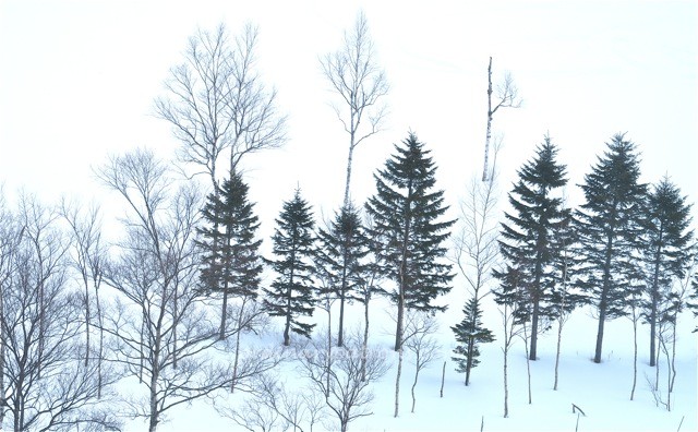 Sapporo winter1