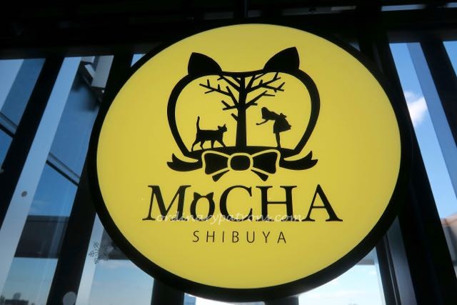 Shibuya Mocha Cat Cafe - 1