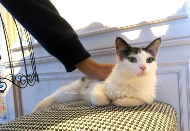 Shibuya Mocha Cat Cafe - 2