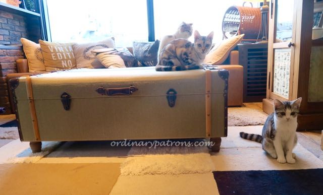 Shibuya Mocha Cat Cafe - 3