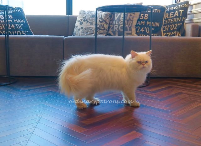 Shibuya Mocha Cat Cafe - 4