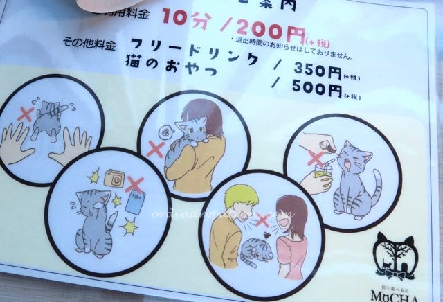 Shibuya Mocha Cat Cafe - 6
